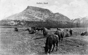 A 1910 postcard of Banff's bison herd with Mount Rundle in the background.  Rob Alexander collection.